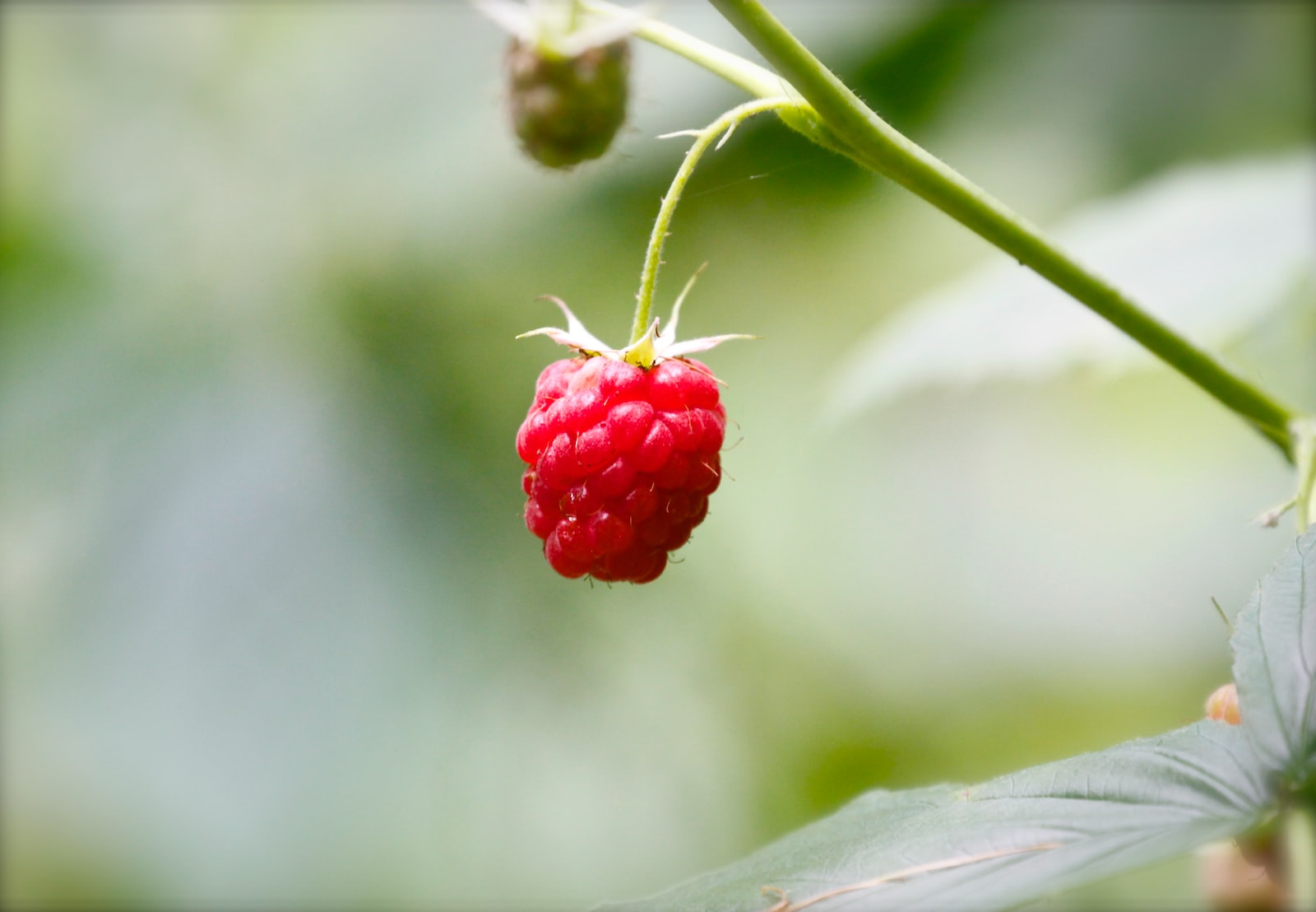 Raspberry Ketone: What You Need To Know